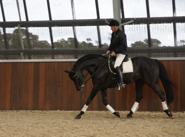 Heath and 'Fabio' demonstrating their long and low work, warming up for the Grand Prix movements